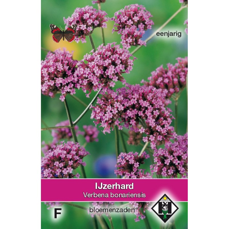 Verbena bonariensis -zaden-
