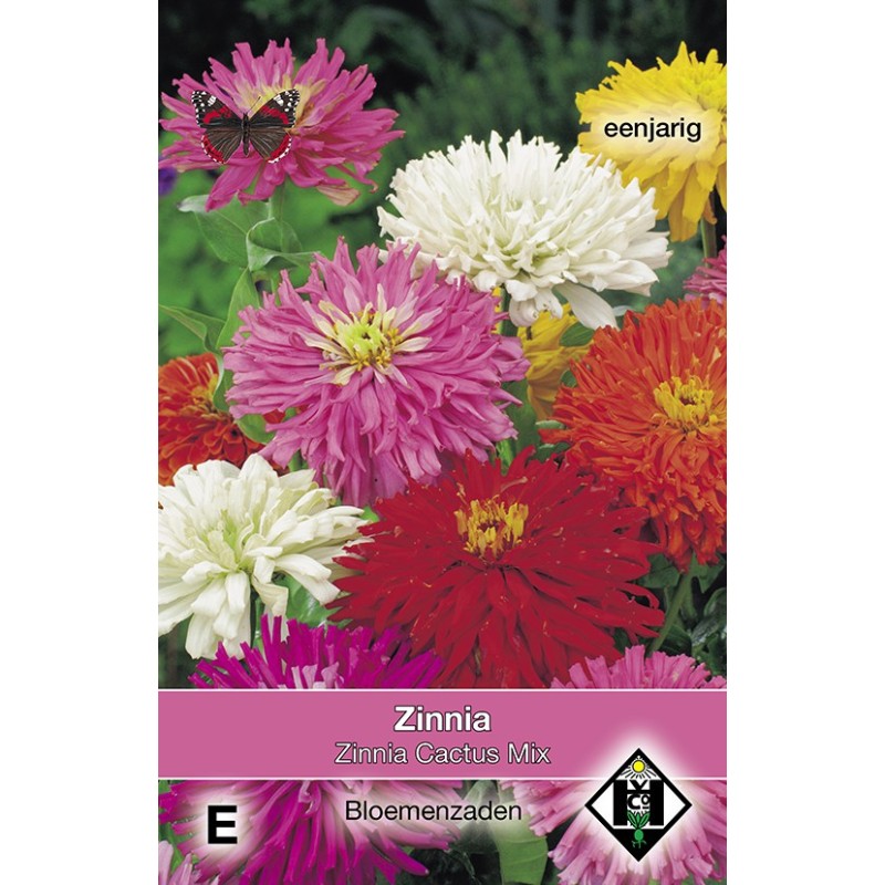 Zinnia elegans Cactus Mix -zaden-