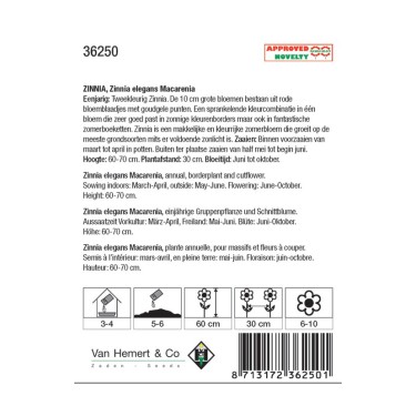 Zinnia elegans 'Macarenia' -zaden-