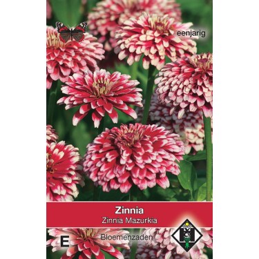 Zinnia elegans 'Mazurkia' -zaden-