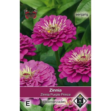 Zinnia elegans 'Purple Prince' -zaden-
