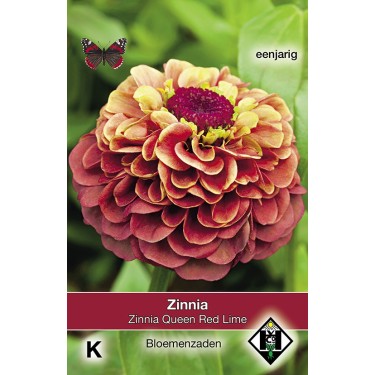 Zinnia elegans Queen Red Lime  -zaden-