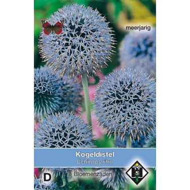 Echinops ritro -zaden-