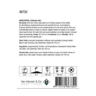 Echinops ritro -zaden-