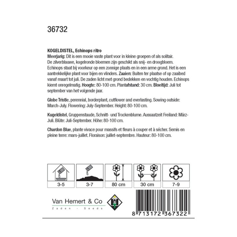 Echinops ritro -zaden-