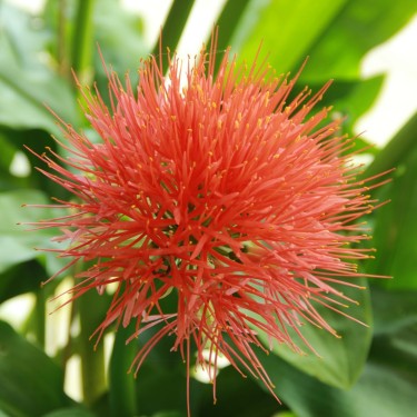 Scadoxus multiflorus ssp. katherinae