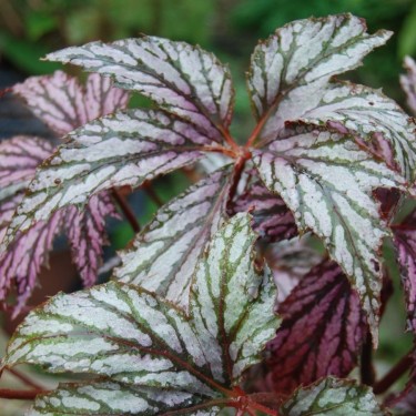 Begonia 'Benitochiba'