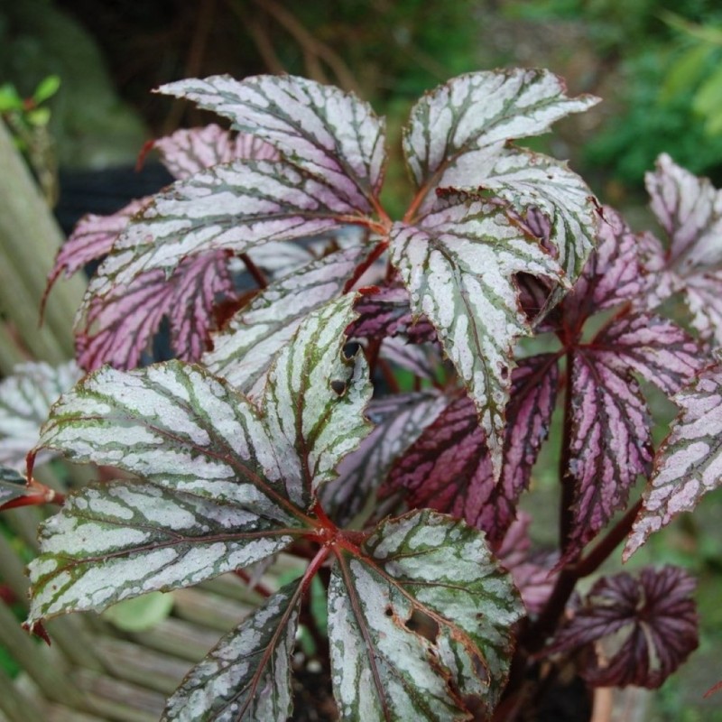 Begonia 'Benitochiba'