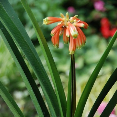 Clivia x cyrtanthiflora