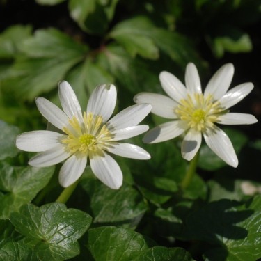 Ficaria verna 'Randall's White'