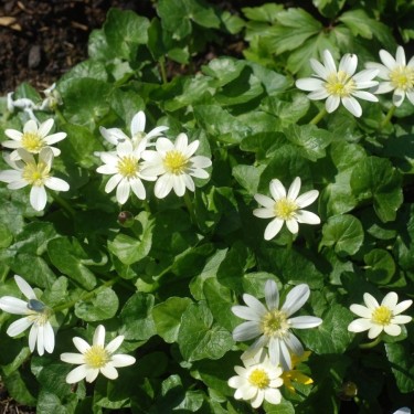 Ficaria verna 'Randall's White'