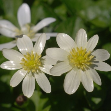 Ficaria verna 'Randall's White'