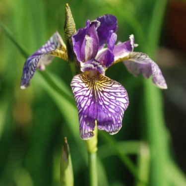 Iris pseudacarus x I. sibirica