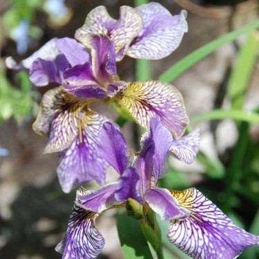 Iris pseudacarus x I. sibirica