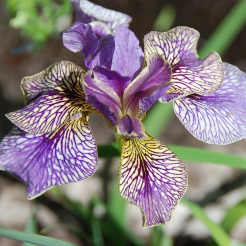 Iris pseudacarus x I. sibirica