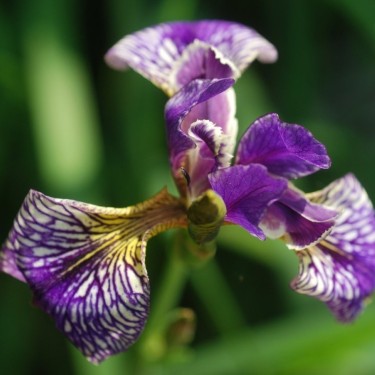 Iris pseudacarus x I. sibirica