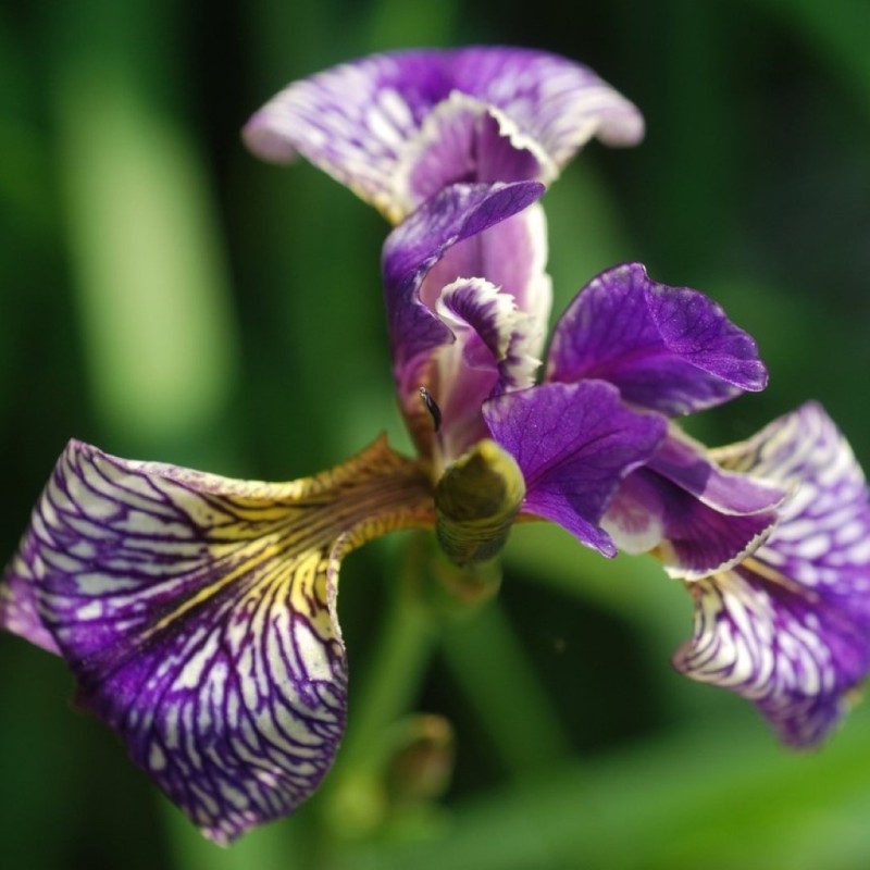 Iris pseudacarus x I. sibirica