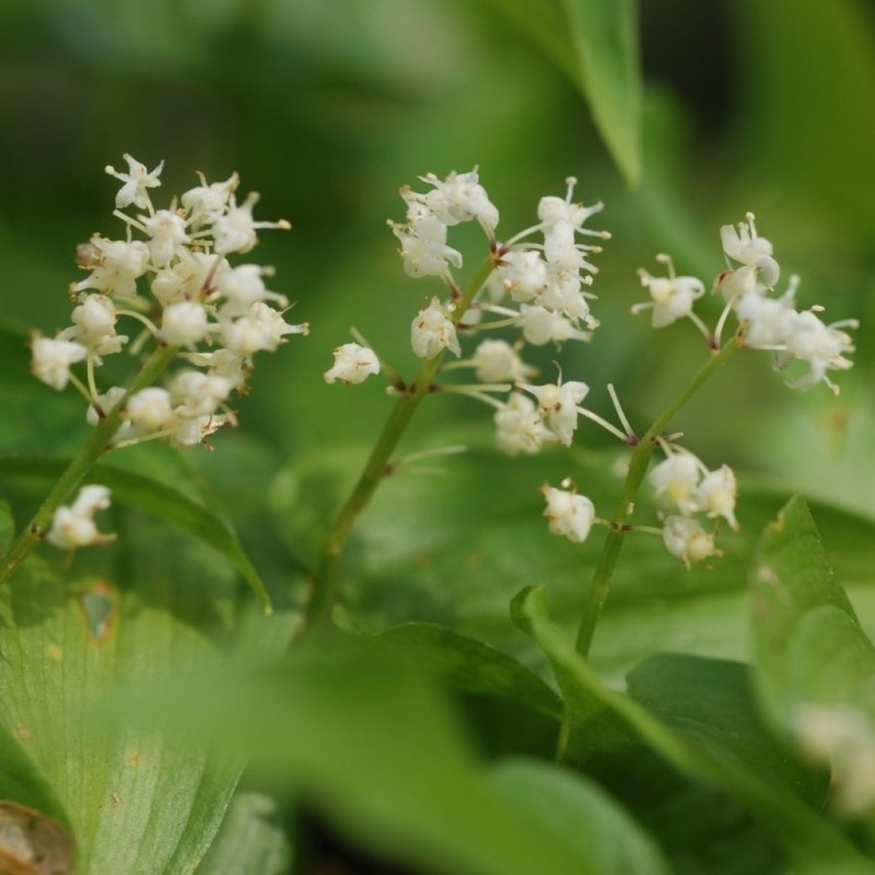 Maianthemum bifolium subsp. kamschaticum