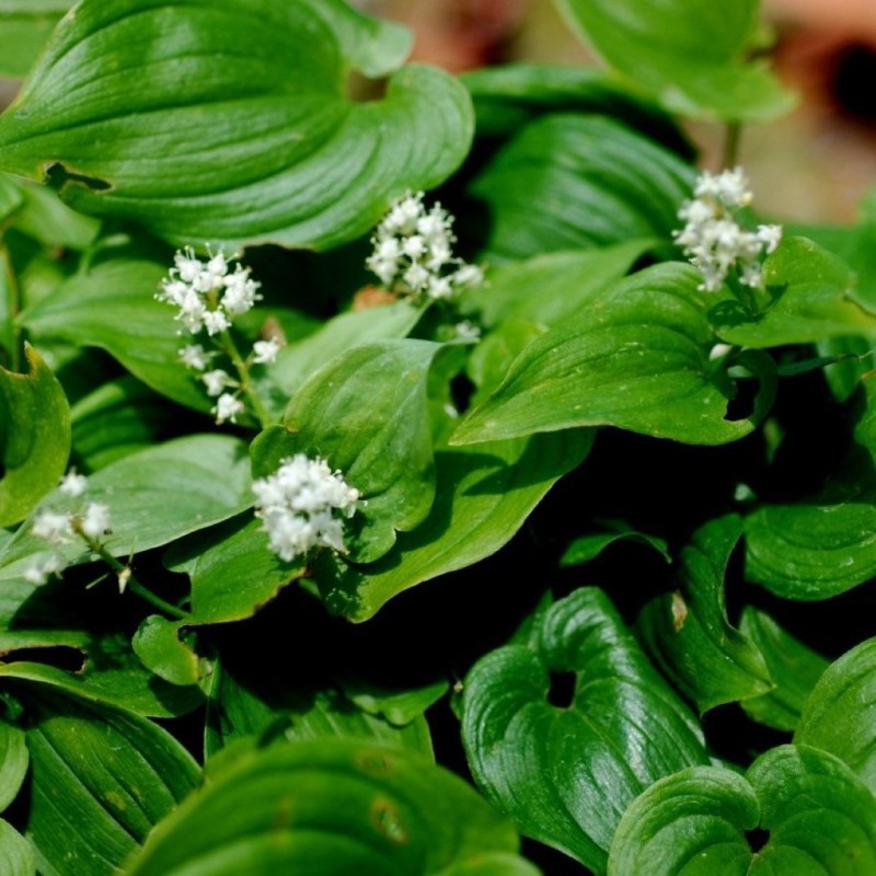 Maianthemum bifolium subsp. kamschaticum