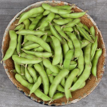 Sojaboon Edamame 'Chiba Green', Glycine max -zaden-