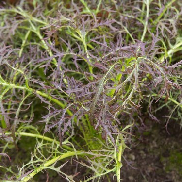 Bladmosterd, Brassica juncea  'Purple Frills' -zaden-