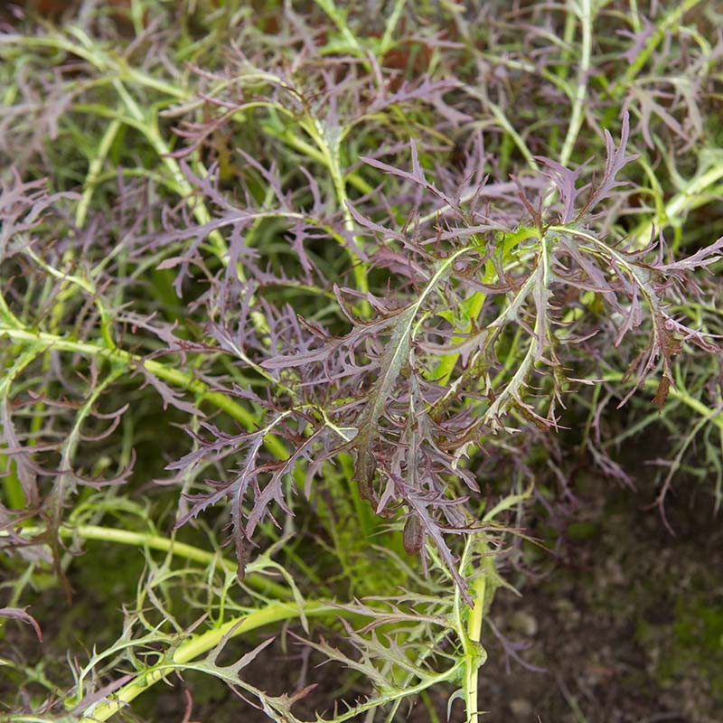 Bladmosterd, Brassica juncea  'Purple Frills' -zaden-