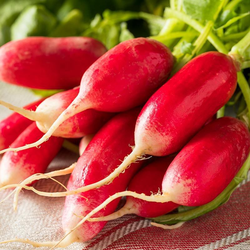 Radijs, Raphanus sativus 'French Breakfast 2' -zaden-