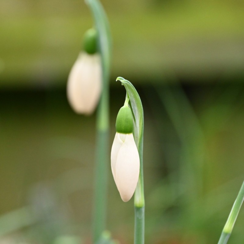 Galanthus 'Anglesey Orange Tip'