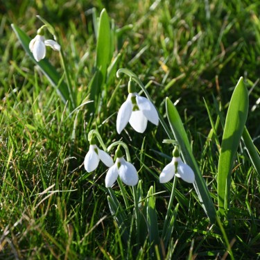 Galanthus elwesii var. elwesii -in the green-