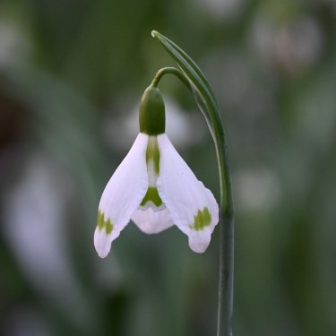 Galanthus 'Essex Girl'