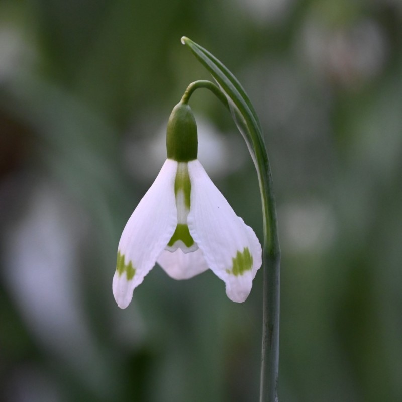 Galanthus 'Essex Girl'
