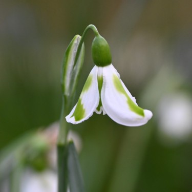 Galanthus 'Trimmer'