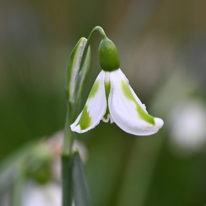 Galanthus 'Trimmer'