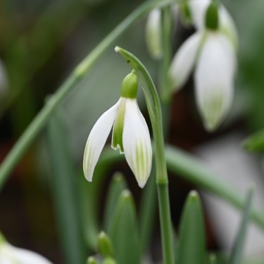 Galanthus 'Kildare' 