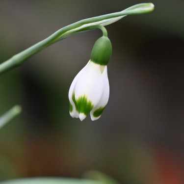 Galanthus 'Pieces of Eight'