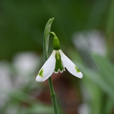 Galanthus 'The Wizard'