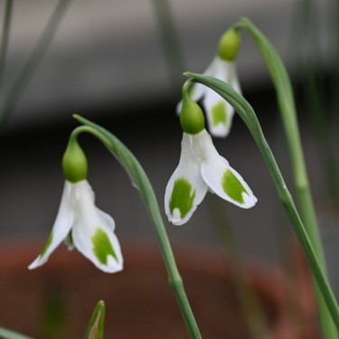 Galanthus 'Tilly'