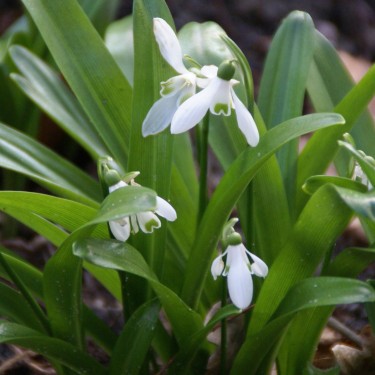 Galanthus woronowii -in the green-