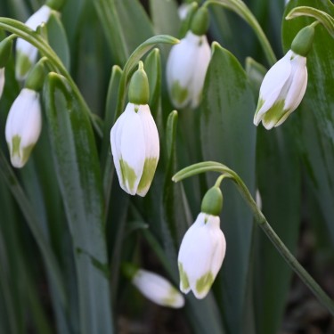 Galanthus 'Green Brush'