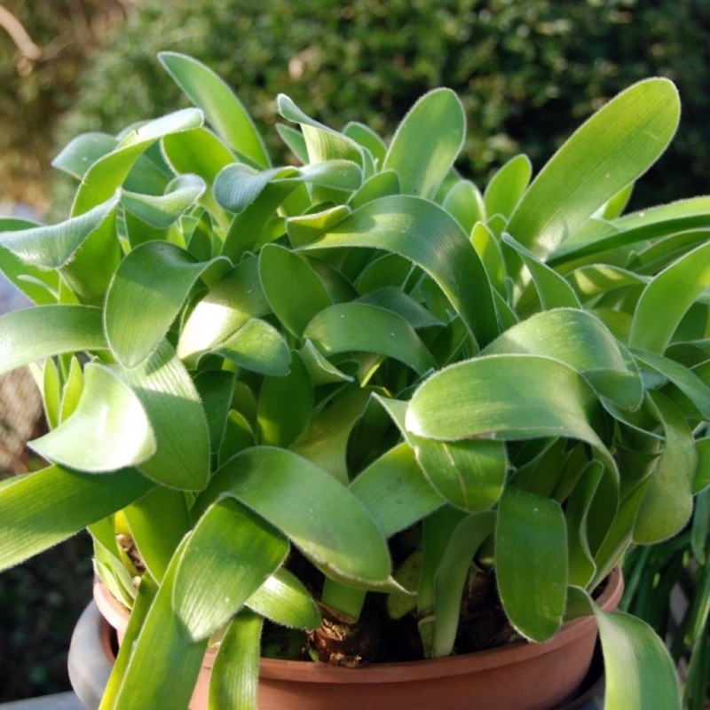 Haemanthus pauculiformis