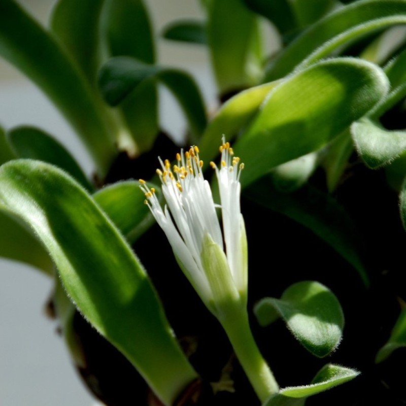 Haemanthus pauculiformis