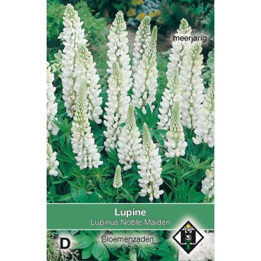 Lupinus polyphyllus 'Noble Maiden' -zaden-