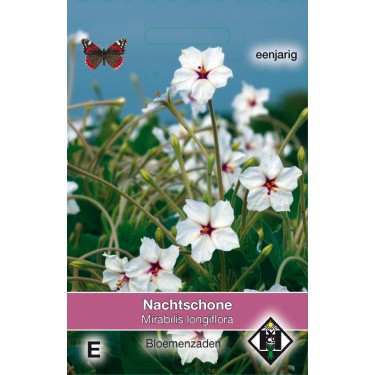 Mirabilis longiflora -zaden-