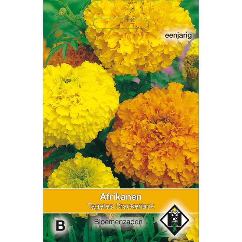 Tagetes erecta 'Crackerjack' -zaden-