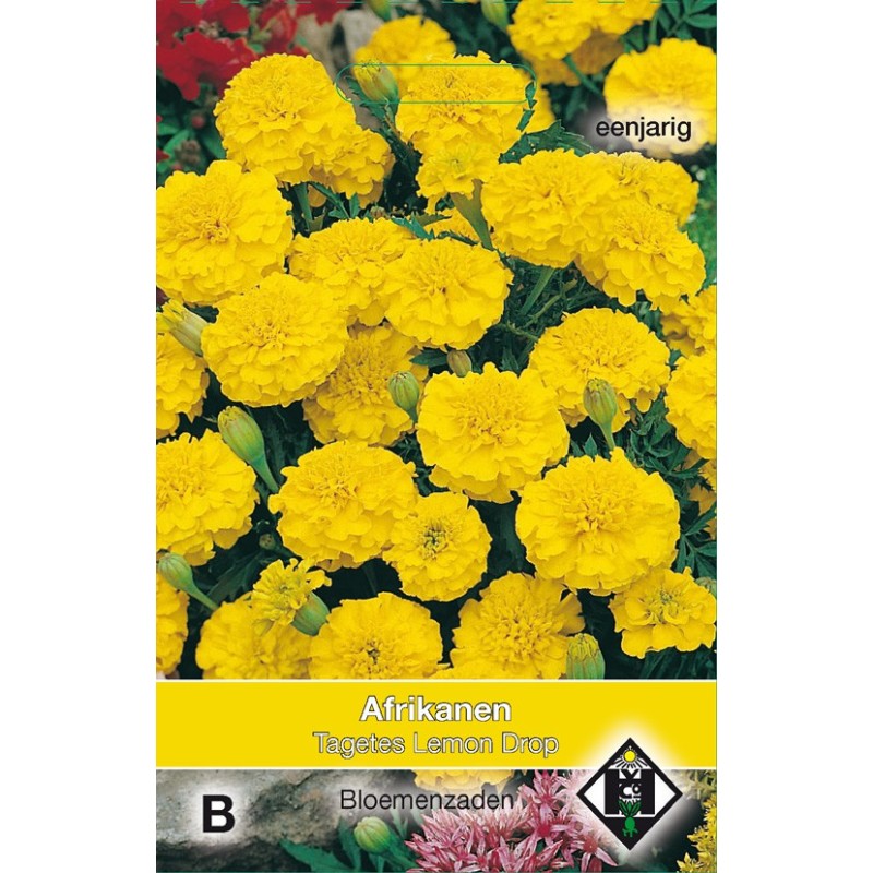 Tagetes patula nana 'Lemon Drop' -zaden-