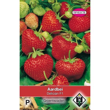 Aardbei, Fragaria x ananassa 'Delician F1' -zaden- -