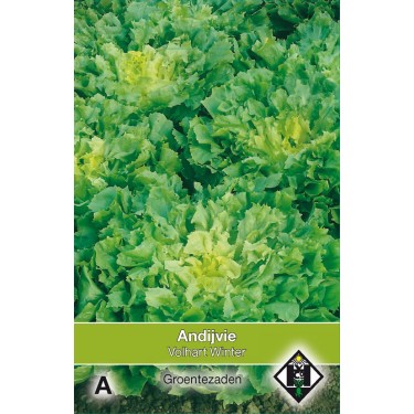 Andijvie, Cichorium endivia 'Breedblad Volhart Winter' -zaden-
