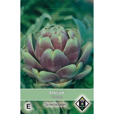 Artisjok, Cynara scolymus 'Violette' -zaden-