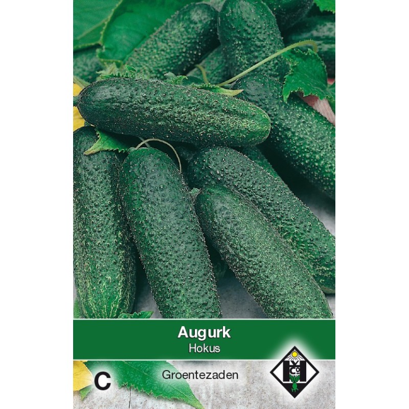 Augurk, Cucumis sativus 'Hokus' -zaden-