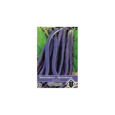 Stamslaboon, Phaseolus vulgaris 'Amethyst', 30 gr. -zaden-